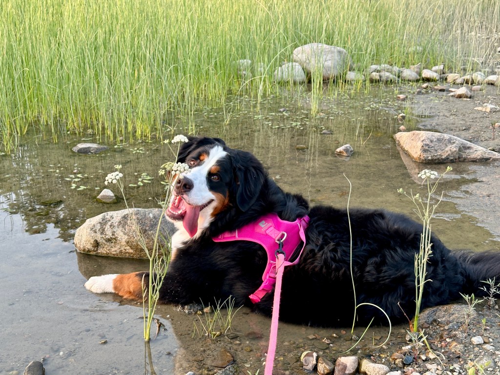 Parc des Hauts-Fonds