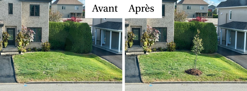 Plantation 1000 arbres Saint-Augustin